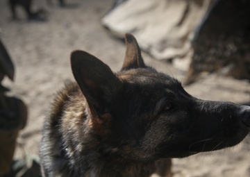 Paws on the ground: Steel Knight 2016