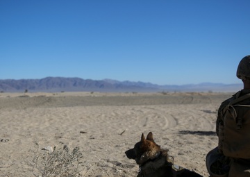 Paws on the ground: Steel Knight 2016