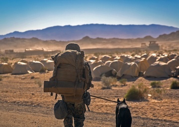 Paws on the ground: Steel Knight 2016