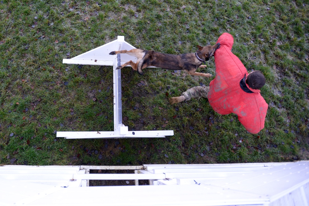 Military police dogs training in Germany