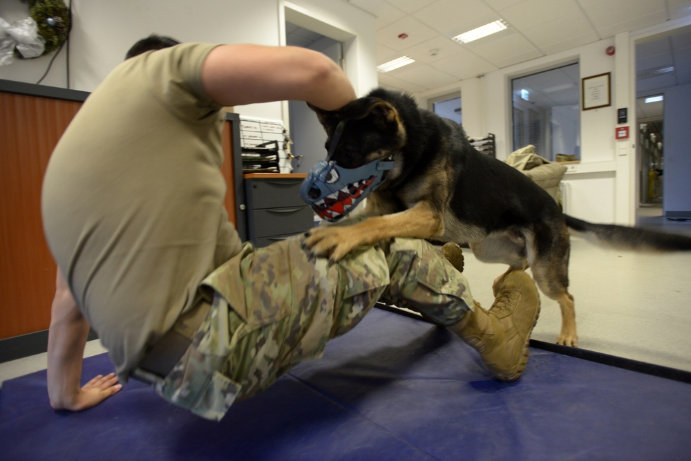 Military police dogs training in Germany