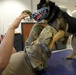 Military police dogs training in Germany