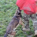 Military police dogs training in Germany