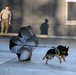 Military police dogs training in Germany