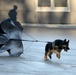 Military police dogs training in Germany