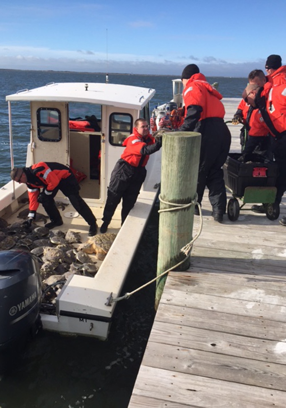 Coast Guard, National Park Service rescue sea turtles along Outer Banks, NC, beaches