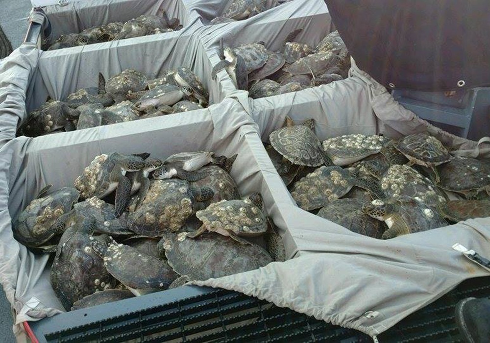 Coast Guard, National Park Service rescue sea turtles along Outer Banks, NC, beaches