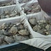 Coast Guard, National Park Service rescue sea turtles along Outer Banks, NC, beaches