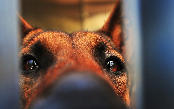 MWD sniffs out crime