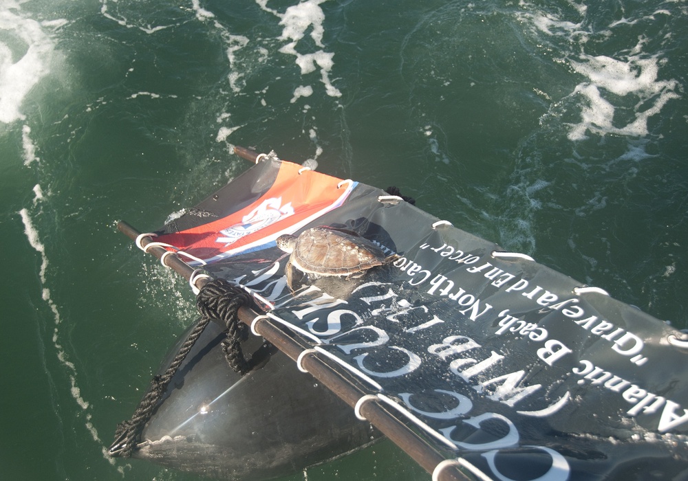 Coast Guard Cutter Cushing crew helps release 130 turtles