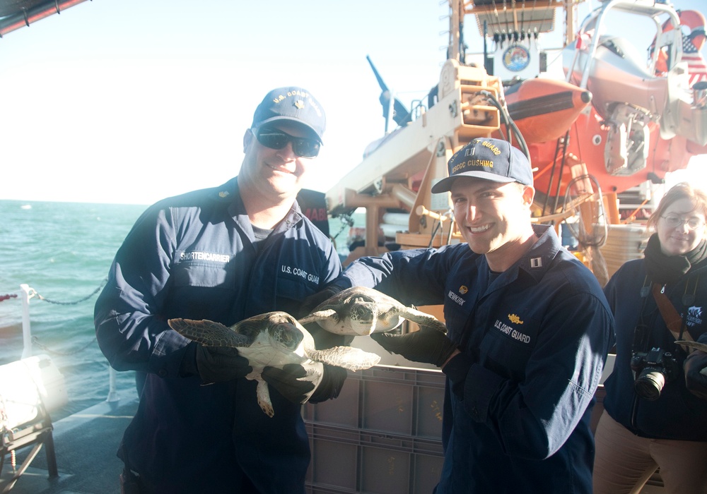 Coast Guard Cutter Cushing crew helps release 130 turtles