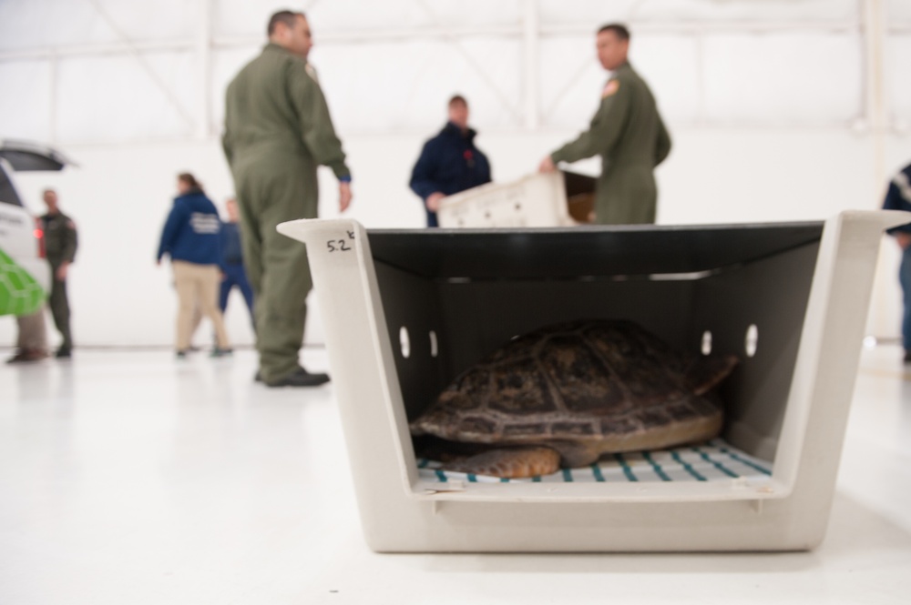 Coast Guard Air Station Cape Cod transports endangered sea turtles