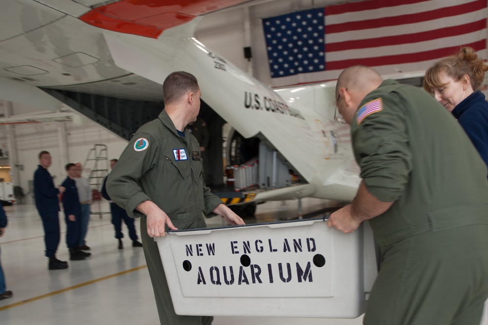 Coast Guard Air Station Cape Cod transports endangered sea turtles
