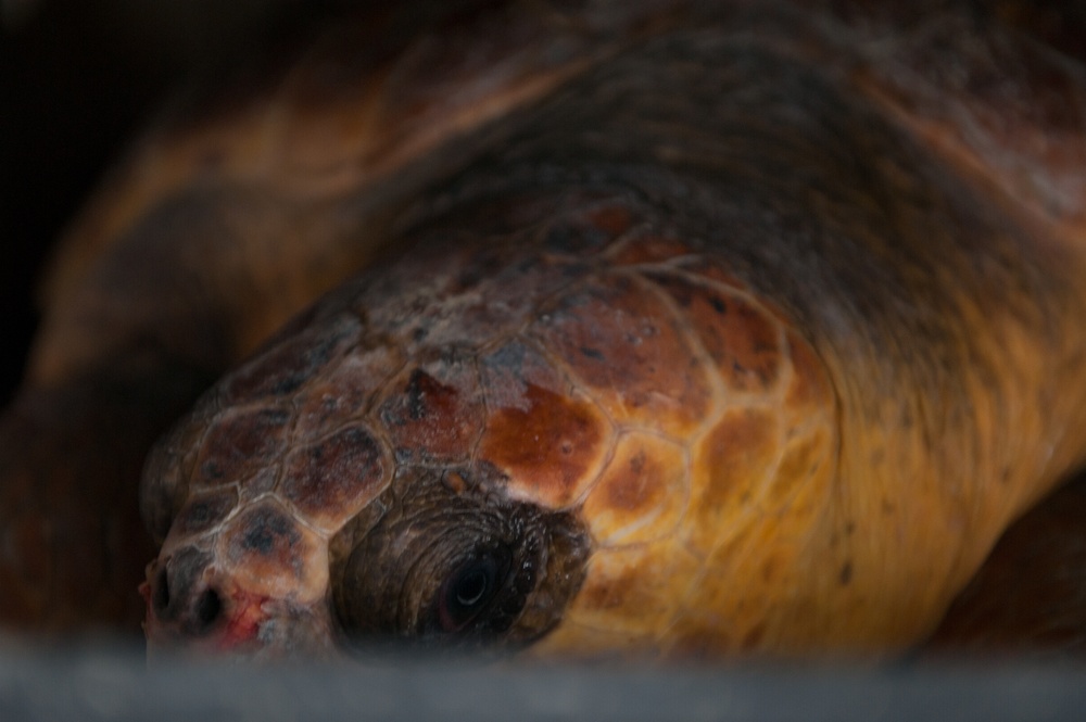 Coast Guard Air Station Cape Cod transports endangered sea turtles
