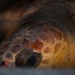 Coast Guard Air Station Cape Cod transports endangered sea turtles