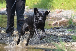 VA police dog, handler help ensure veteran safety at hospitals