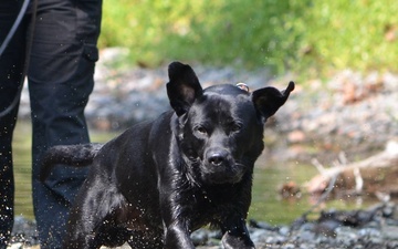 Doggone good: VA police dog, handler help ensure veteran safety at hospitals