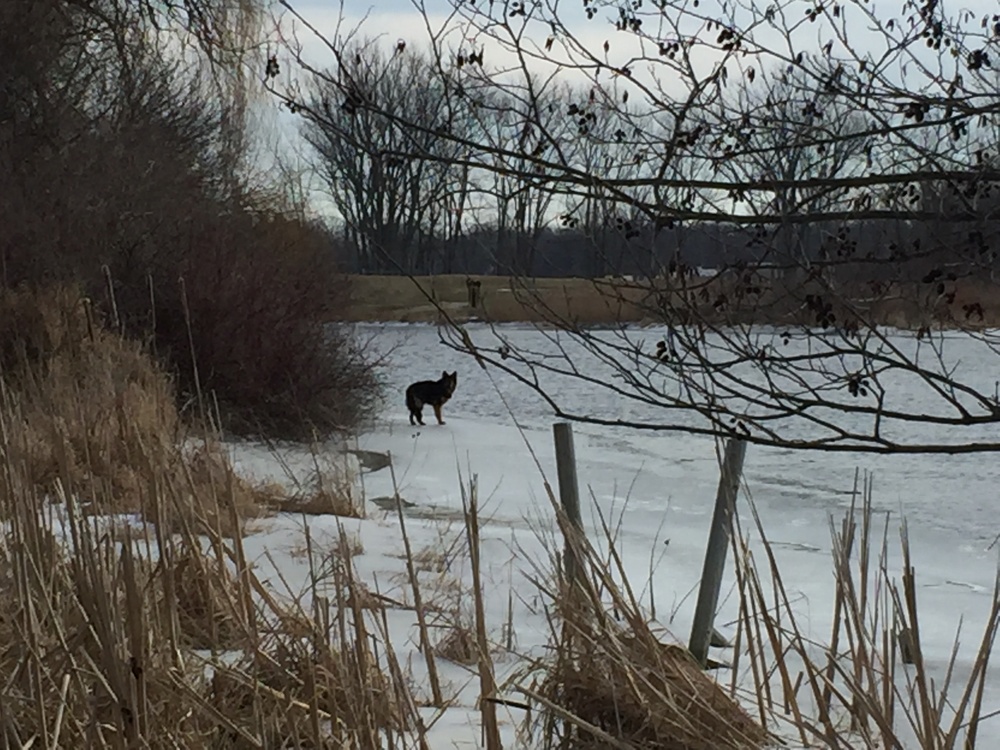 Station St. Joseph saves dog from ice