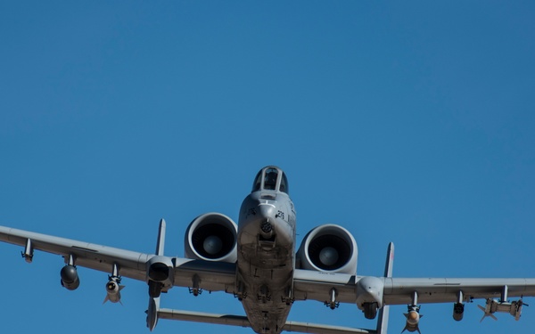 Warthogs in the dirt