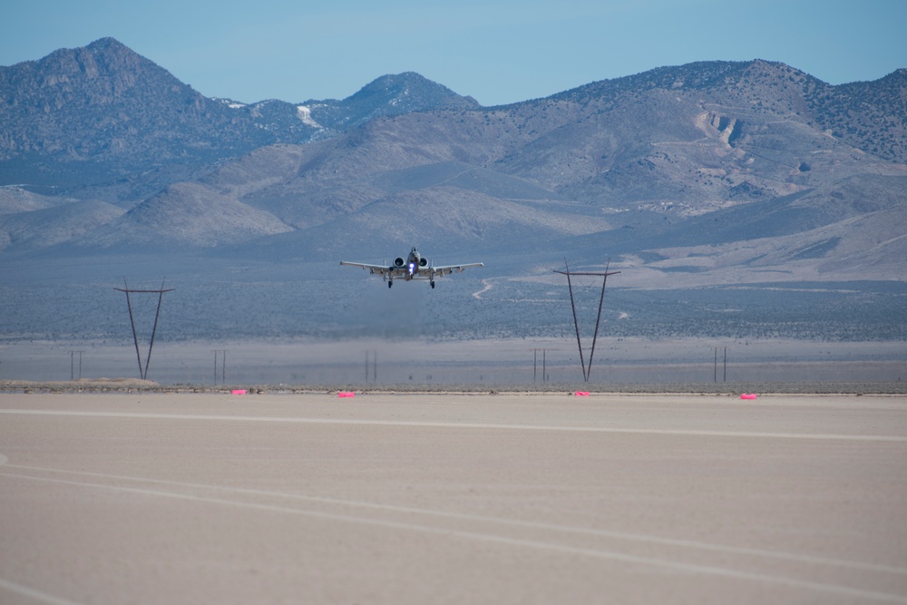 Warthogs in the dirt