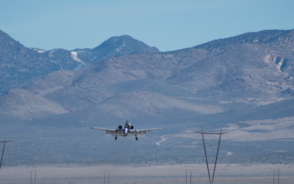 Warthogs in the dirt