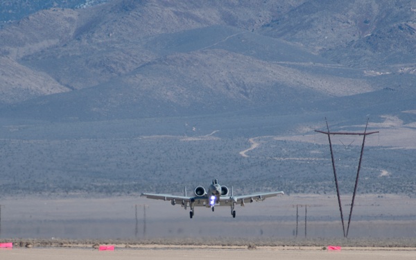 Warthogs in the dirt