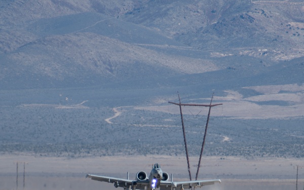 Warthogs in the dirt