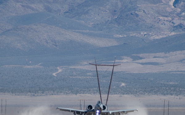 Warthogs in the dirt