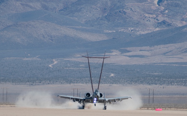 Warthogs in the dirt