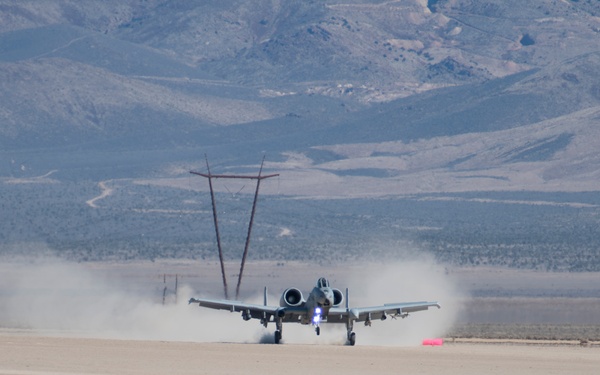 Warthogs in the dirt