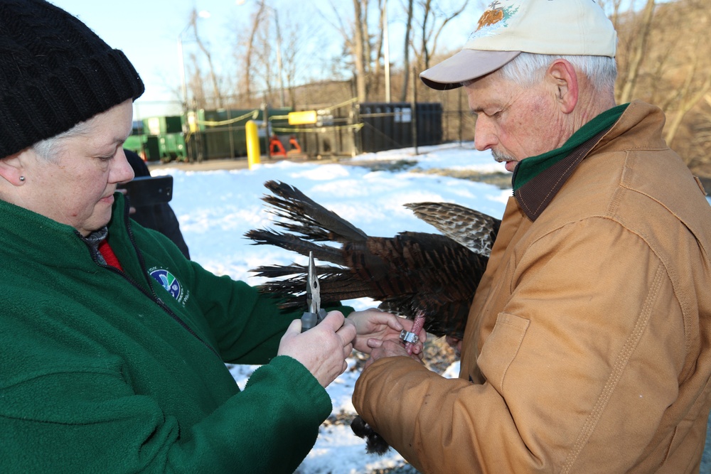 New York State Department of Environmental Conservation wild turkey tagging at Camp Smith Training Site
