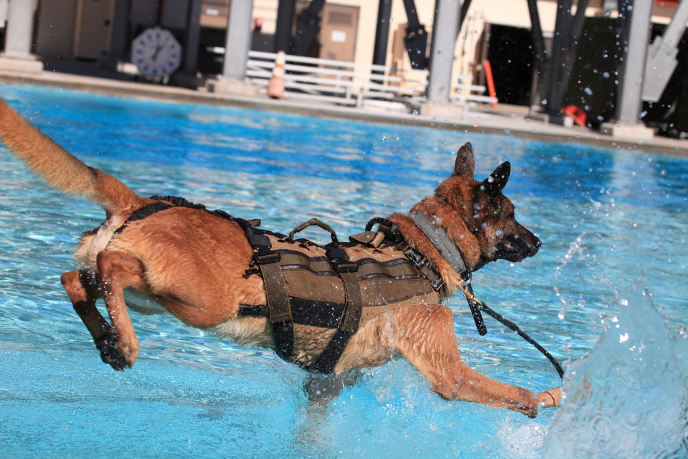 MARSOC K-9 Training