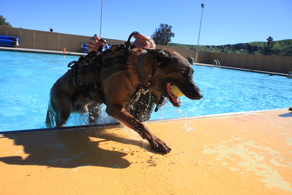 MARSOC K-9 Training