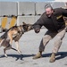 Arkansas, football and military working dogs