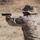 CLB-26 and Law Enforcement Marines conduct pistol range during training exercise