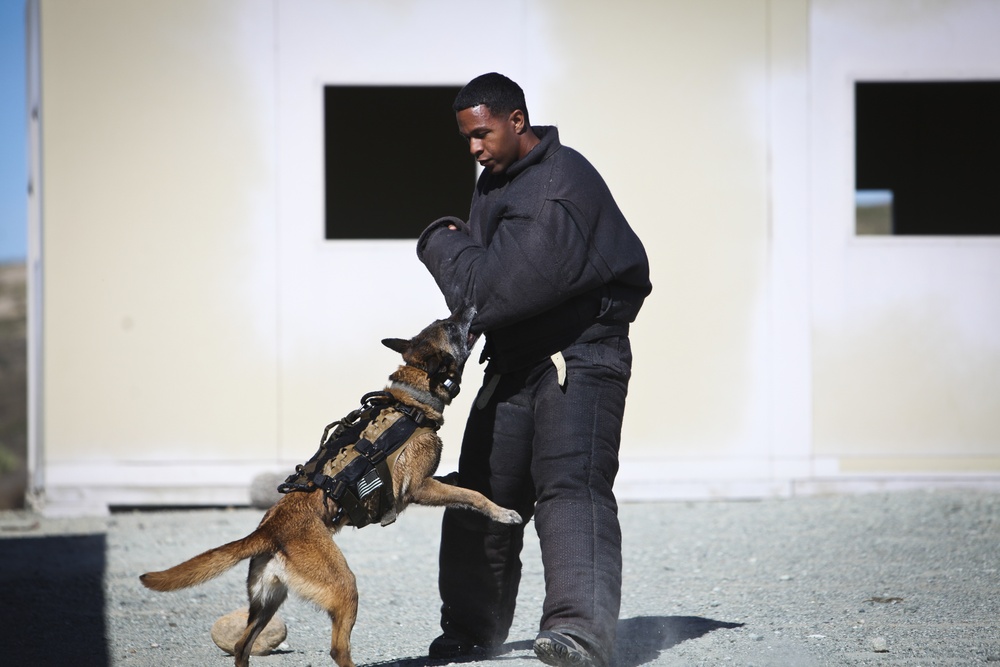 Multi-Purpose Canine Zodiac Boat Training Inserts