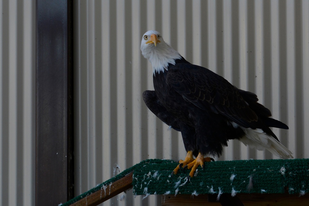 Yukla Memorial eagles' spirits not caged