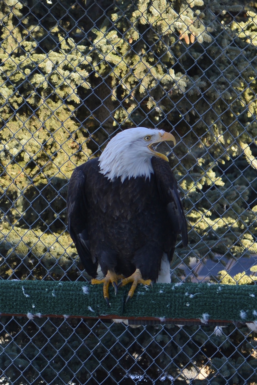 Yukla Memorial eagles' spirits not caged