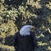 Yukla Memorial eagles' spirits not caged