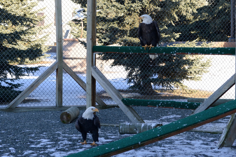 Yukla Memorial eagles' spirits not caged