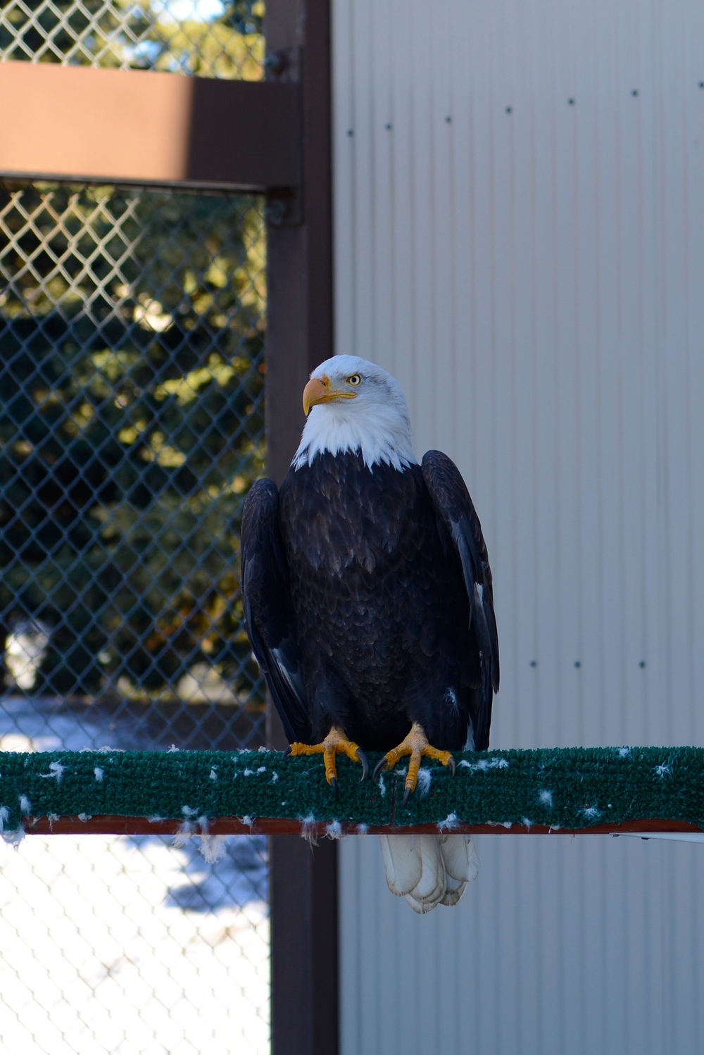 Yukla Memorial eagles' spirits not caged