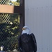 Yukla Memorial eagles' spirits not caged