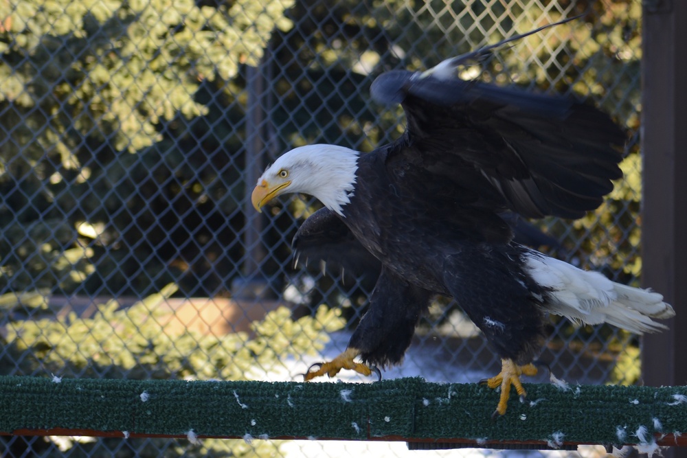 Yukla Memorial eagles' spirits not caged