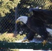 Yukla Memorial eagles' spirits not caged