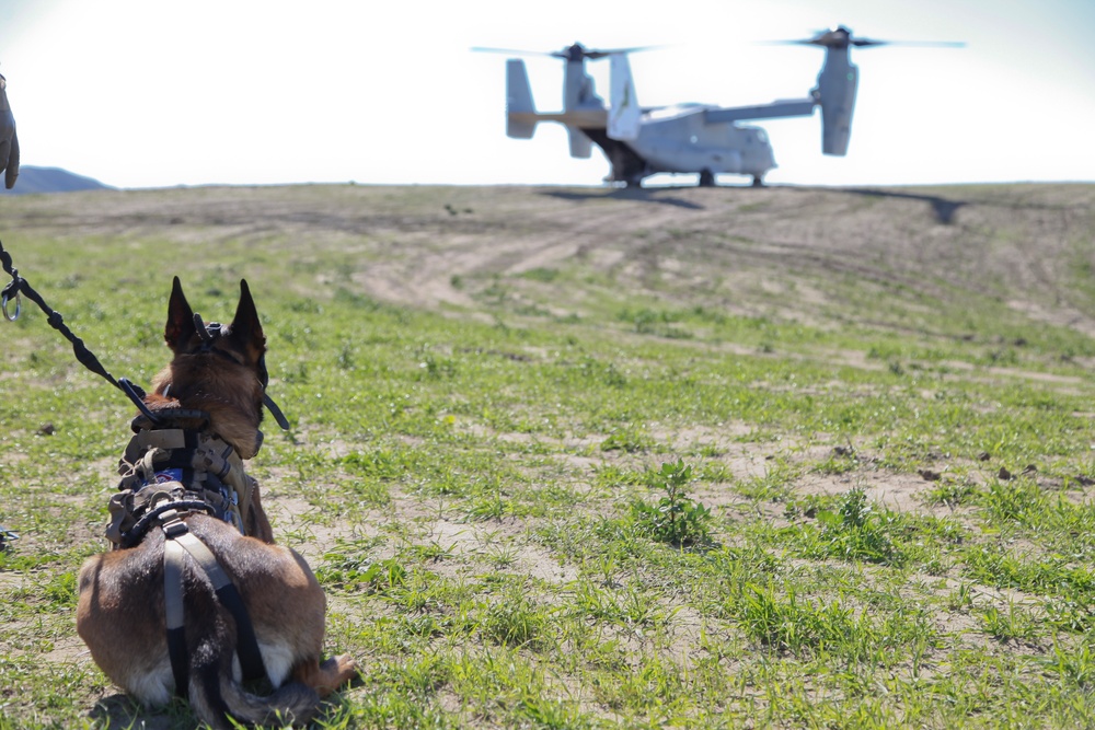 MARSOC K-9 Fast Roping