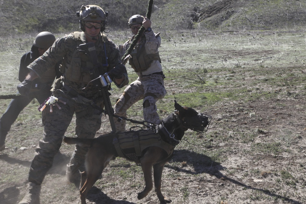 MARSOC K-9 Fast Roping