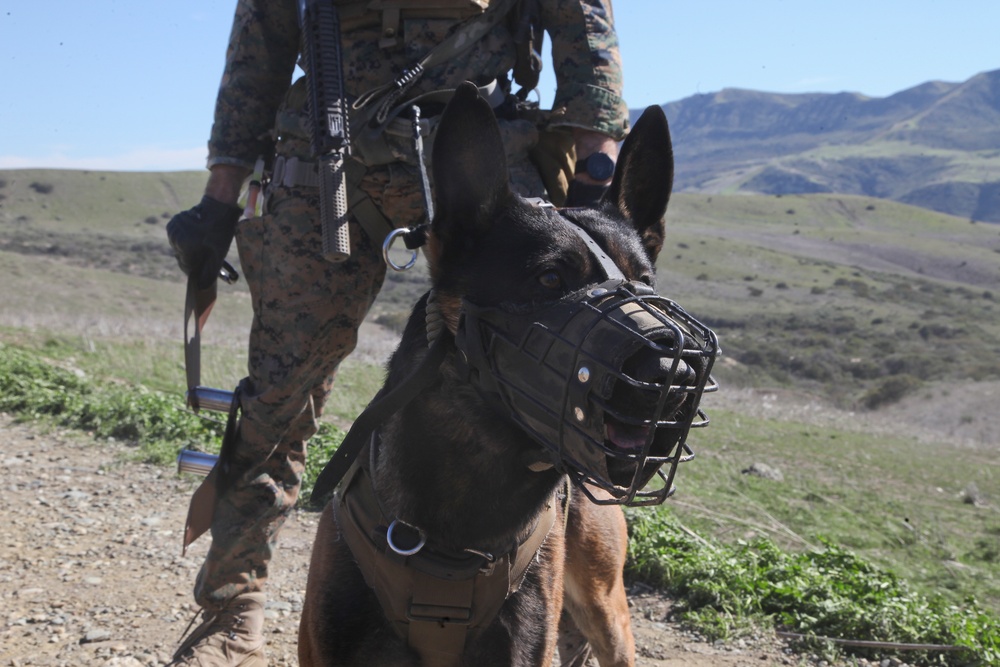 MARSOC K-9 Fast Roping