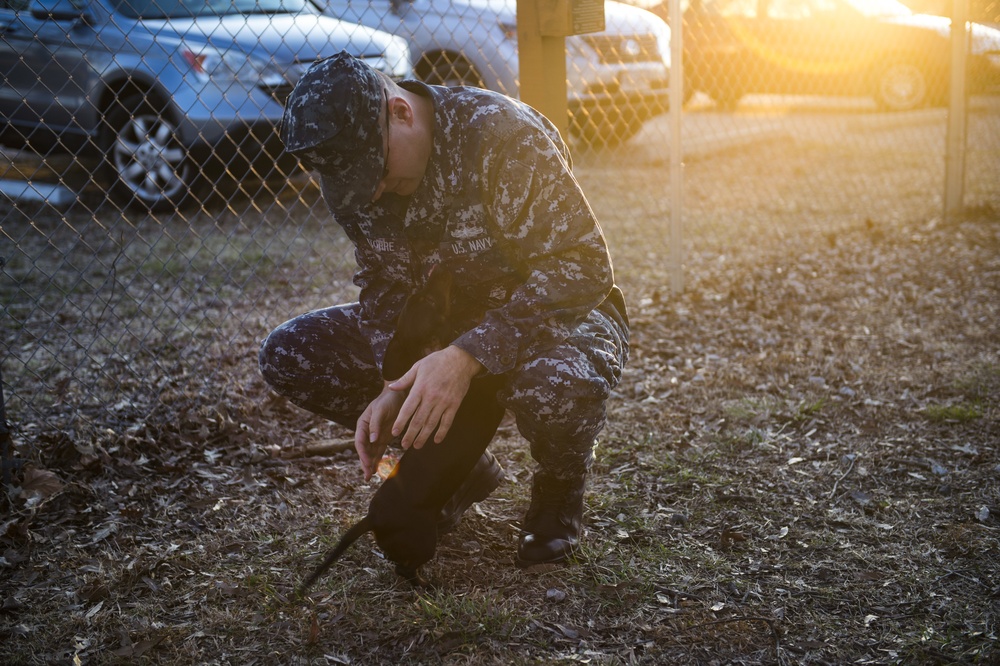 Dogs on Deployment