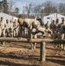 Delta Company Obstacle Course