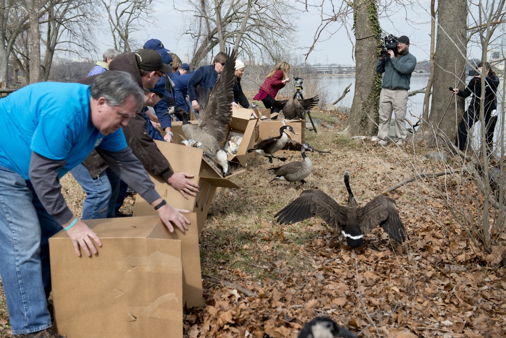Members of Sector Baltimore help release rehabilitated Canada geese